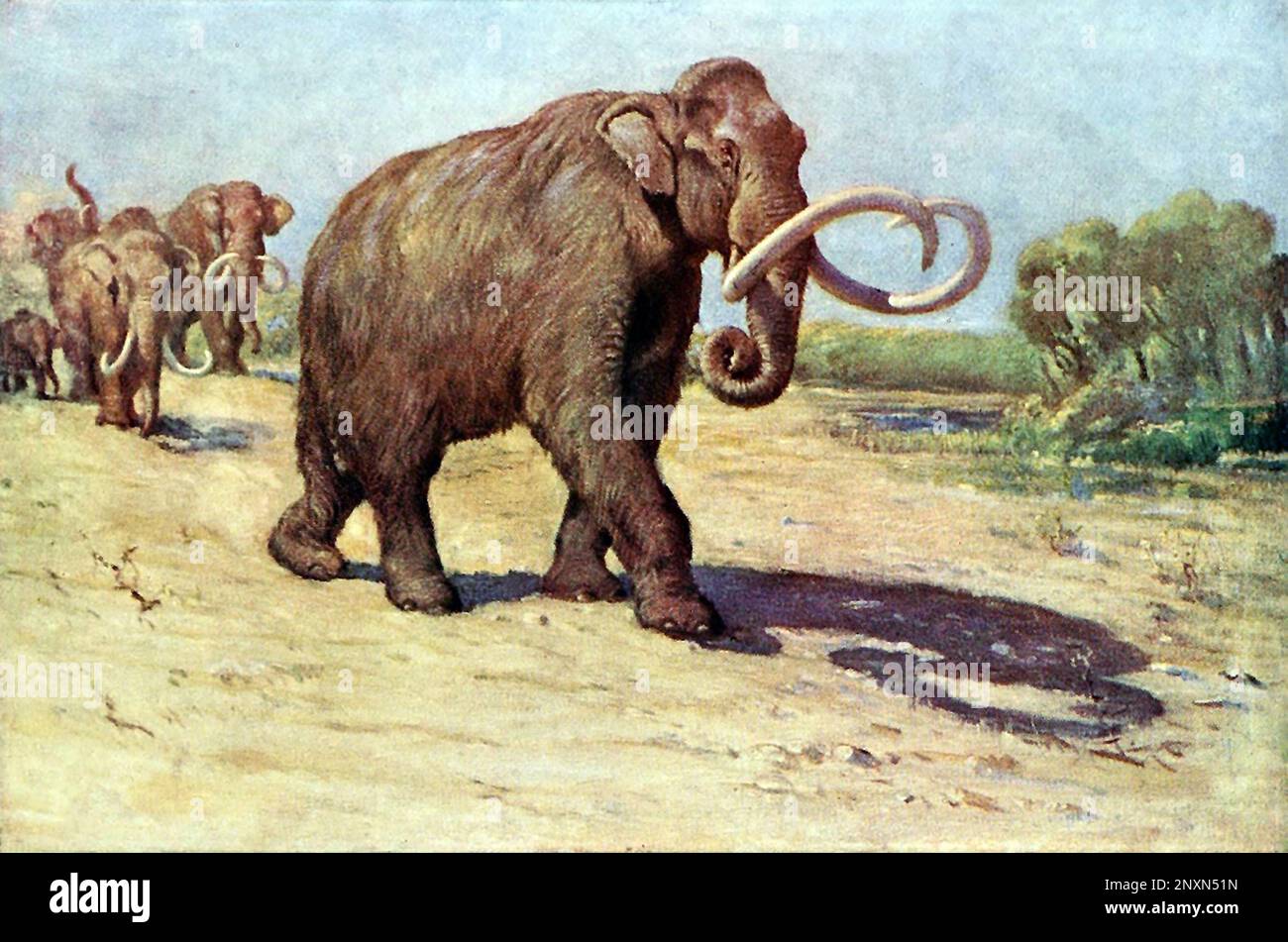 Das kolumbianische Mammut (Mammuthus columbi) ist eine ausgestorbene Mammutart, die während der Epoche des Pleistozäns Nord- und Südamerika bewohnte. Illustration von Charles R. Knight (1874,Ai1953), basierend auf dem AMNH-Exemplar (vormals M. jeffersonii), 1909. Stockfoto
