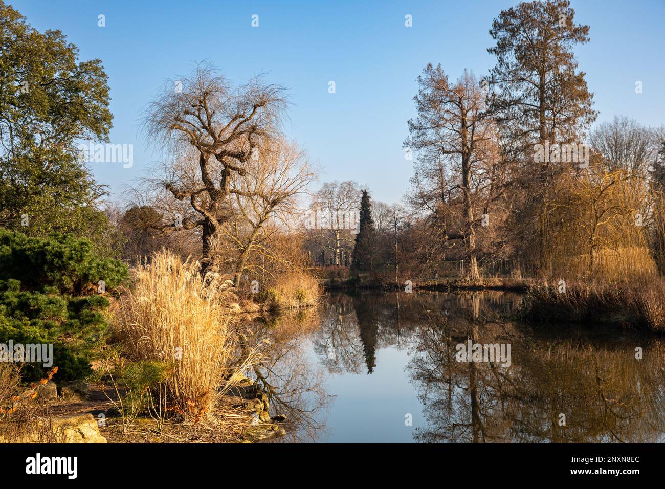 Die japanische Garteninsel im Regent's Park Inner Circle an einem sonnigen Februar-Tag in London, England Stockfoto