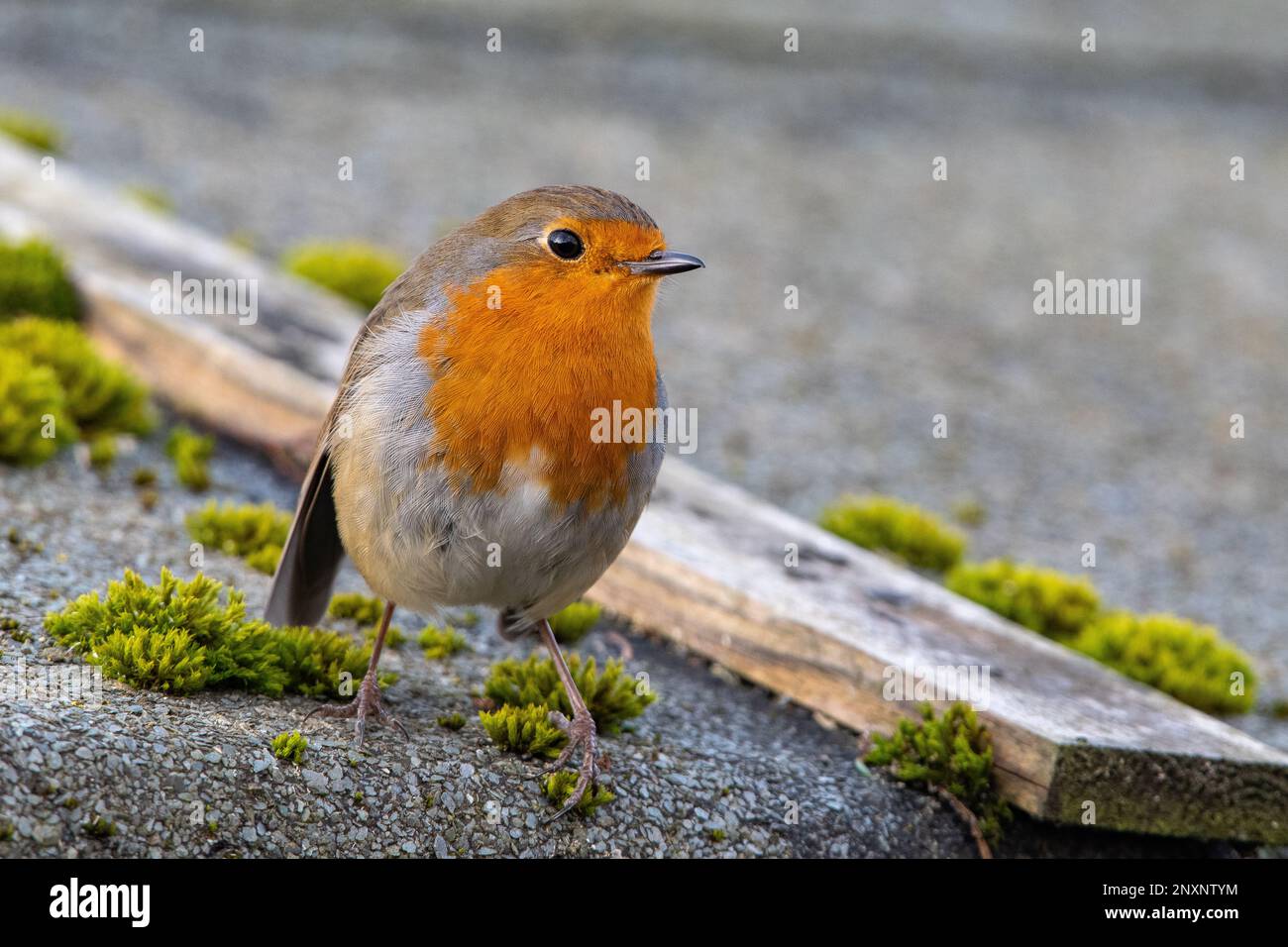 Robin, (Erithacus rubecula), Inverurie, Schottland, Vereinigtes Königreich Stockfoto