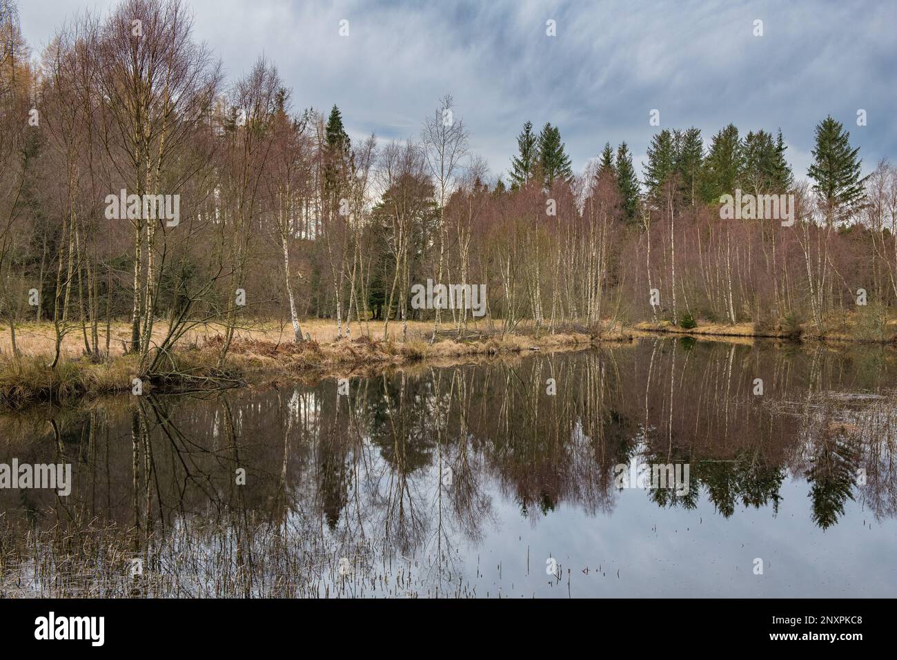 Reflexionen von Bäumen am Flugteich Castle Fraser, Kemnay, Aberdeenshire, Schottland, Großbritannien Stockfoto