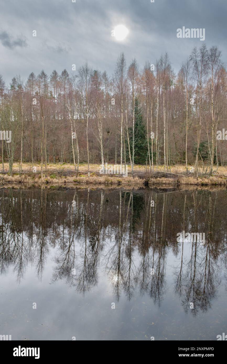 Reflexionen von Bäumen am Flugteich Castle Fraser, Kemnay, Aberdeenshire, Schottland, Großbritannien Stockfoto