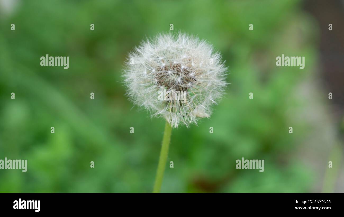 Löwenzahn mit grünem Hintergrund Stockfoto