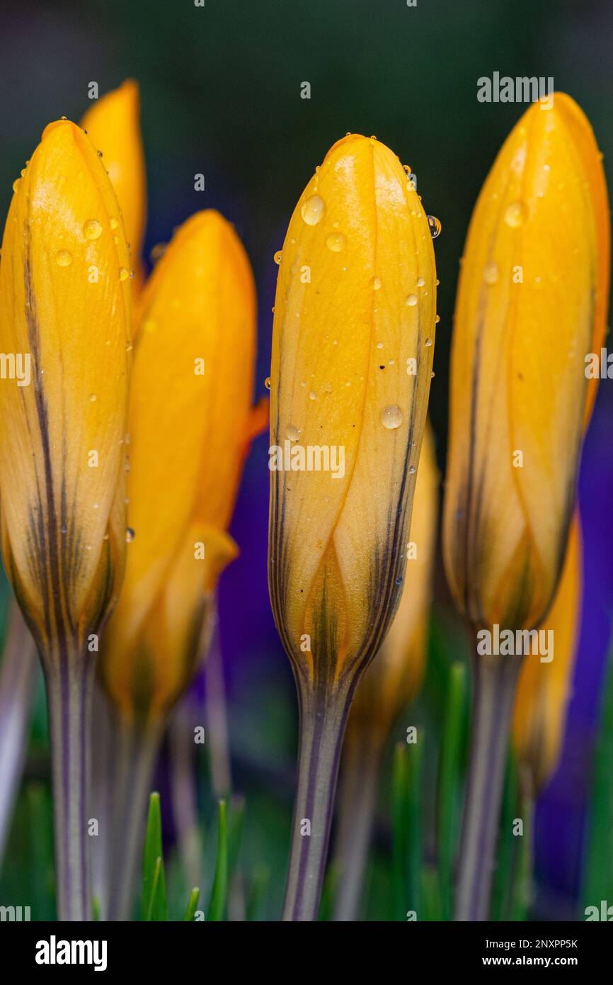 Yellow Crocus Flowers, Inverurie, Aberdeenshire, Schottland, Vereinigtes Königreich Stockfoto