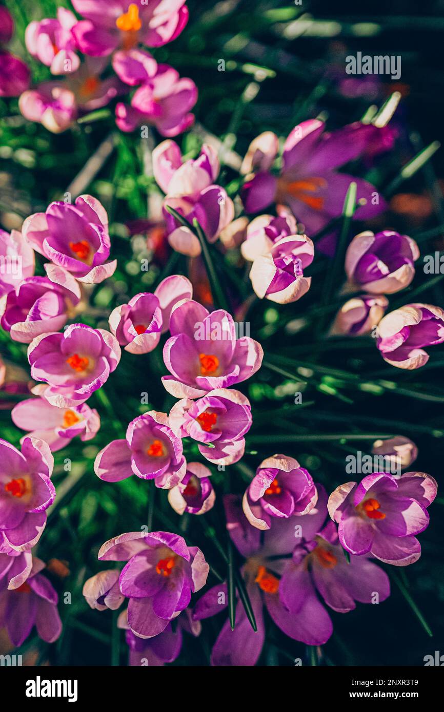 Lila Krokusblüten im Frühling. Hochwertiges Foto. Wunderschöne violette Hintergrundee mit Blumen. Stockfoto