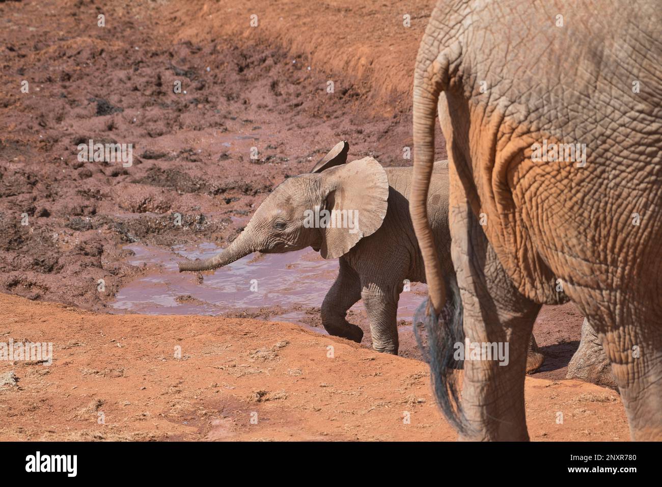 Afrikanischer Elefant (Loxodonta africana). Ein kleines Kalb spielt, während ältere Familienmitglieder an einem Wasserloch trinken. Stockfoto