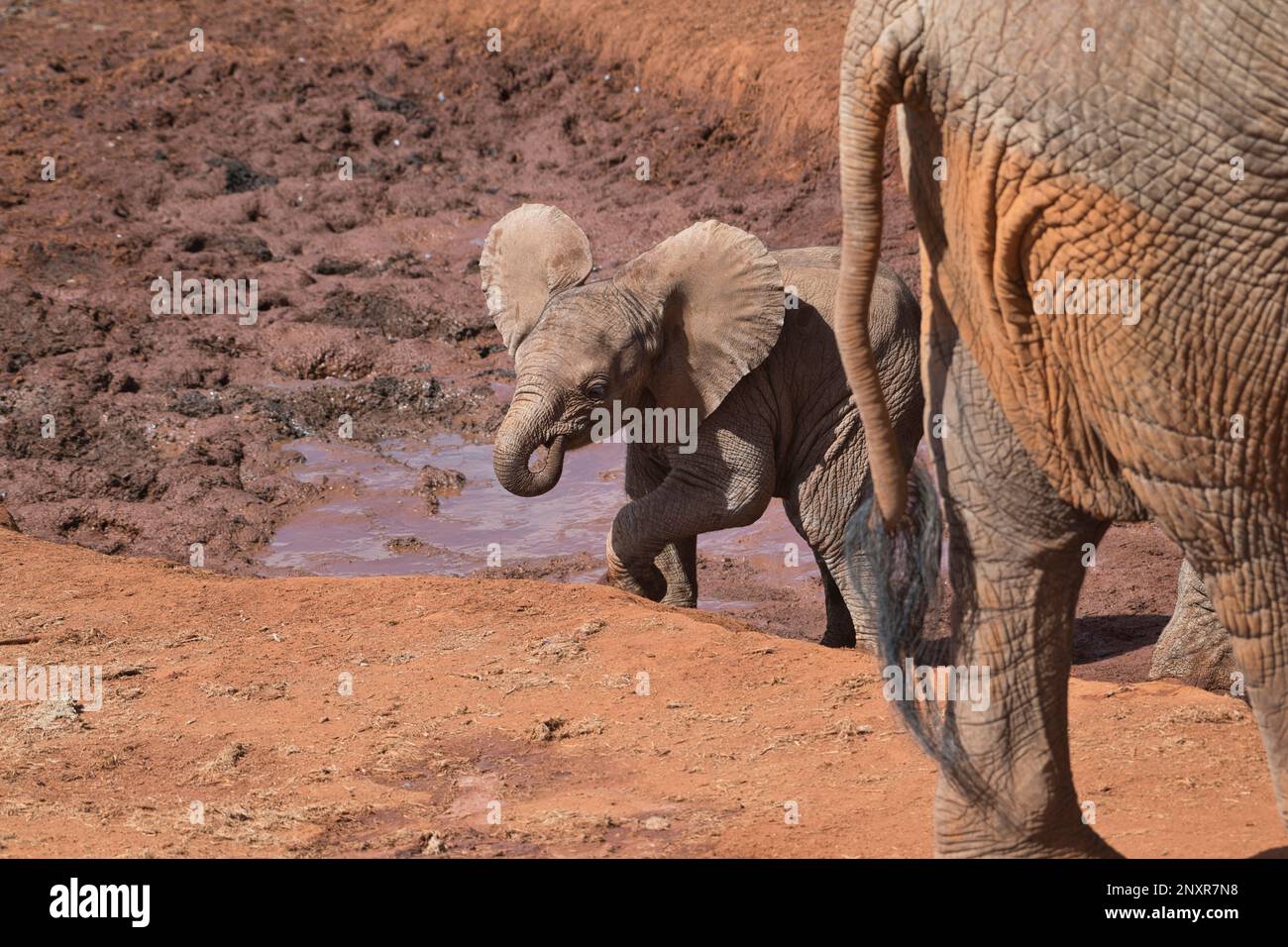 Afrikanischer Elefant (Loxodonta africana). Ein kleines Kalb spielt, während ältere Familienmitglieder an einem Wasserloch trinken. Stockfoto