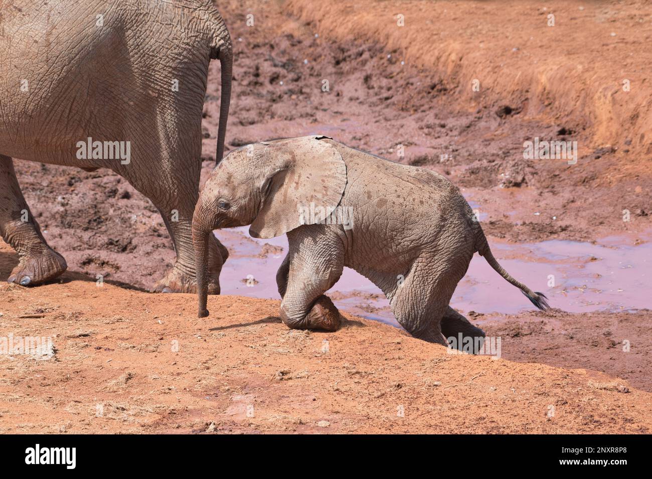 Afrikanischer Elefant (Loxodonta africana). Ein kleines Kalb hinterlässt ein Wasserloch, indem es seine Knie nutzt Stockfoto