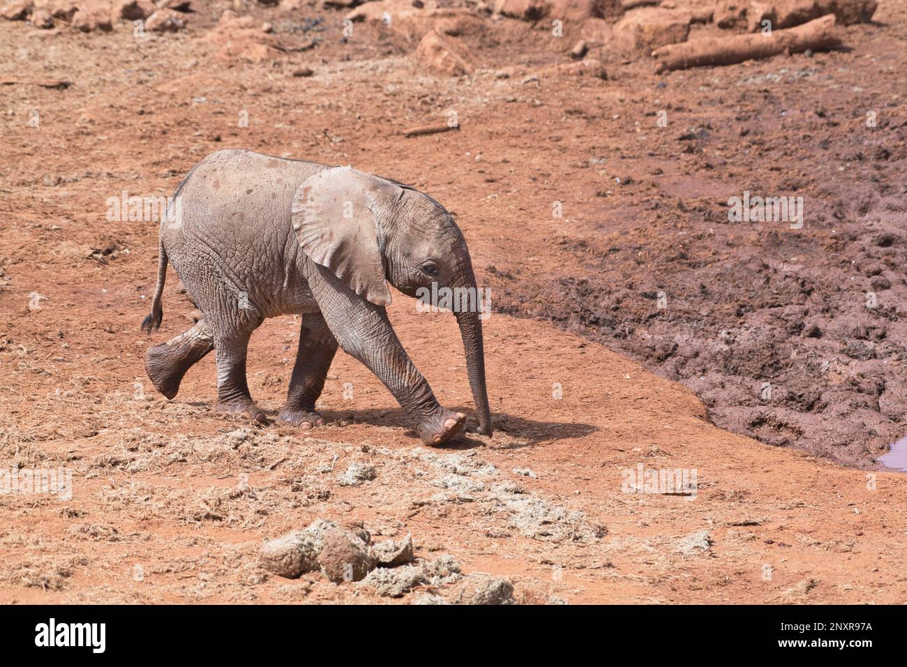 Afrikanischer Elefant (Loxodonta africana) Ein Baby nähert sich einem Wasserloch Stockfoto