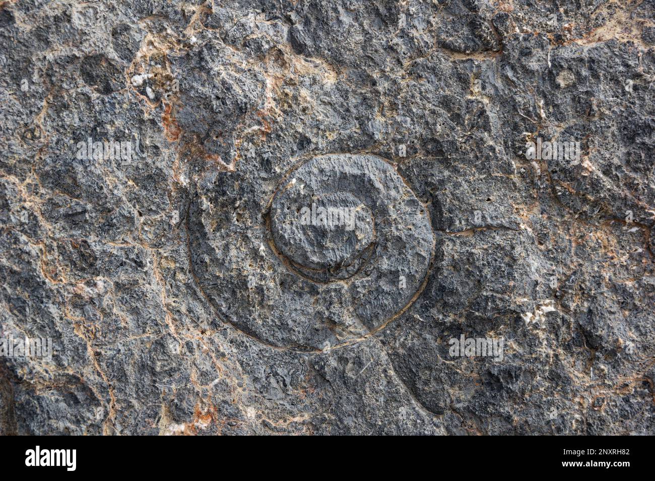 Spiralschalen-Fossil in verwittertem Karbonatgestein Stockfoto