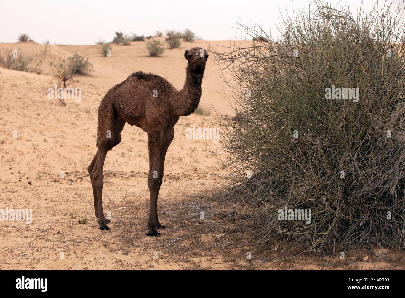 3 Monate altes Kamelkalb in der Wüste bei Dubai. Stockfoto