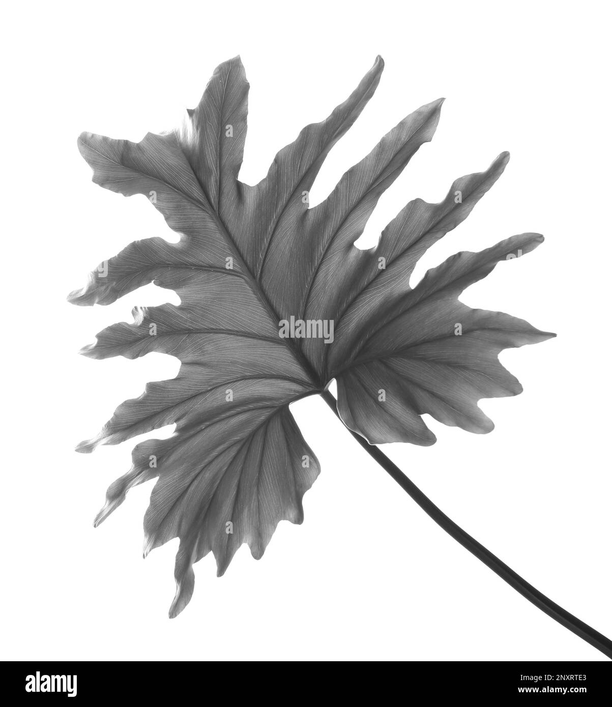 Tropisches Philodendron-Blatt auf hellem Hintergrund. Schwarzweißtöne Stockfoto