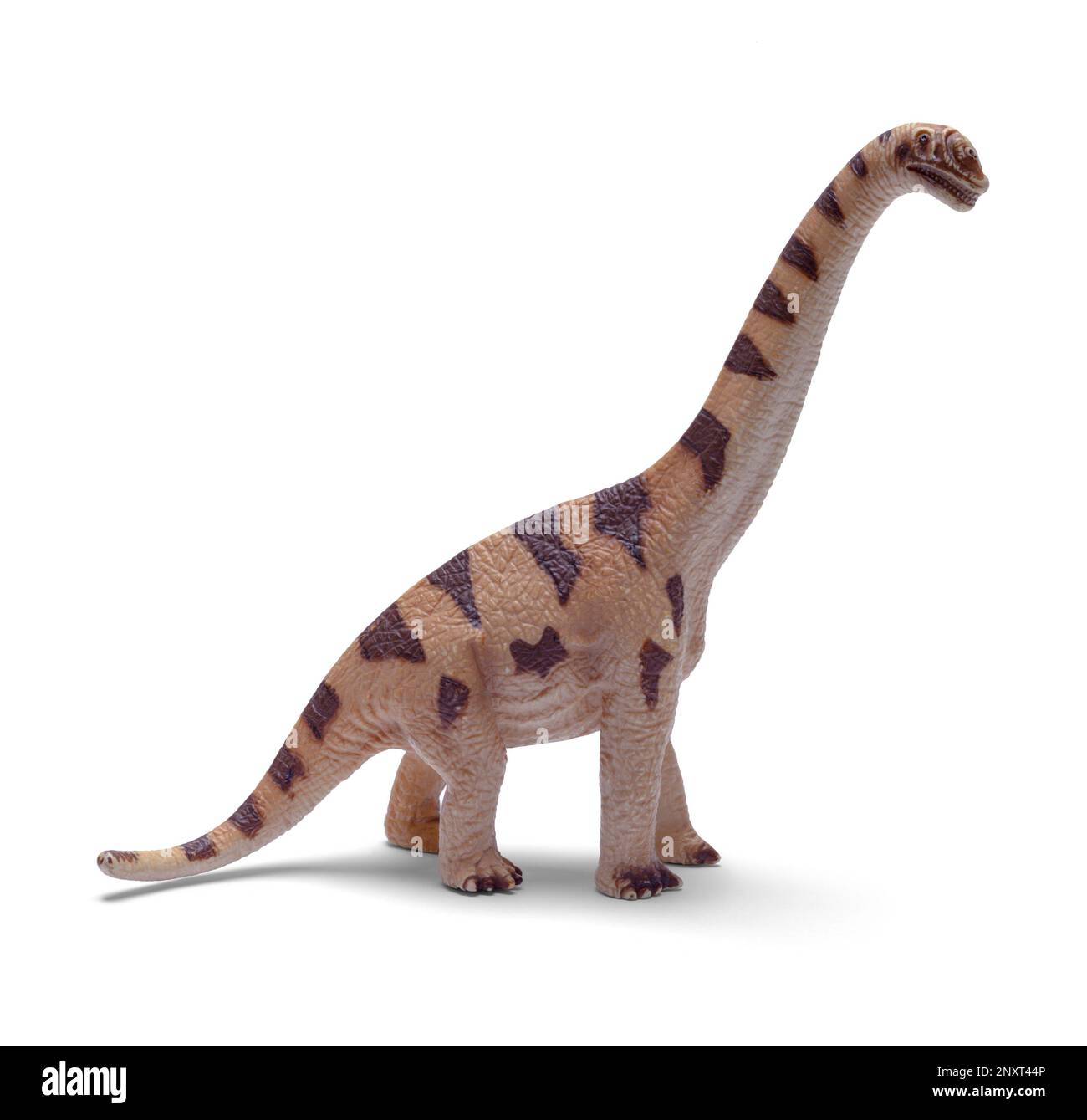 Dinosaurier-Spielzeug mit langem Hals, ausgeschnitten auf Weiß. Stockfoto