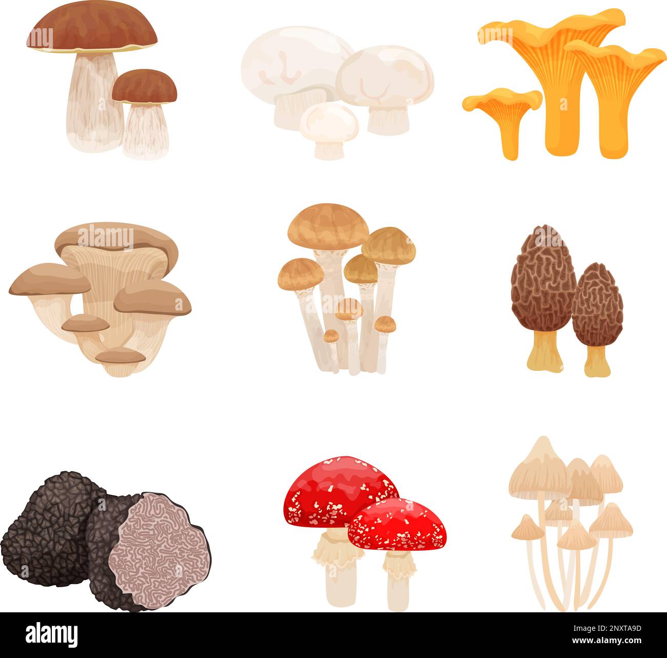 Set mit flachen isolierten Bildern mit verschiedenen Pilzarten, kombiniert in Gruppen auf leerer Hintergrundvektordarstellung Stock Vektor