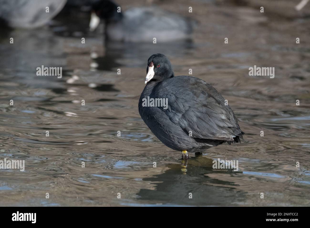 Ein amerikanischer Coot steht in einem flachen Wasser mit leicht seitlich gedrehtem Kopf. Stockfoto