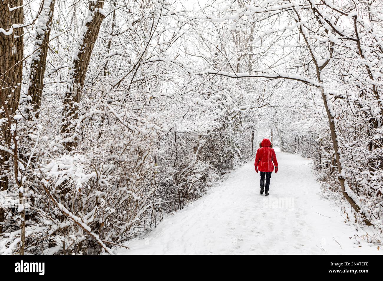 Stammfoto einer Frau in einem roten Mantel, die allein in einer Winterszene läuft. Stockfoto