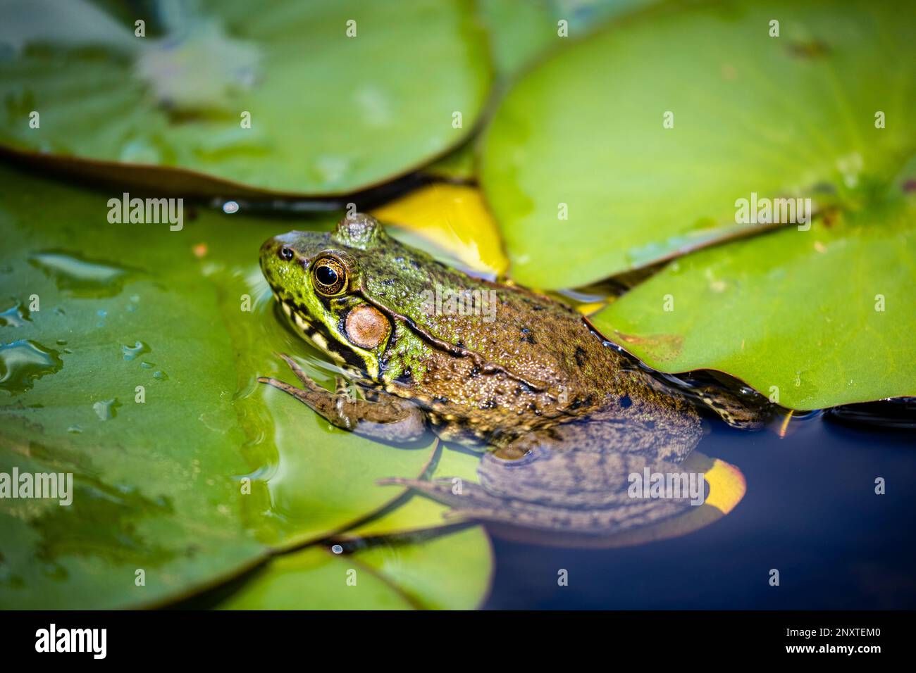 Nahaufnahme eines gewöhnlichen grünen Frosches in Wasser mit Seerosenpolstern. Stockfoto