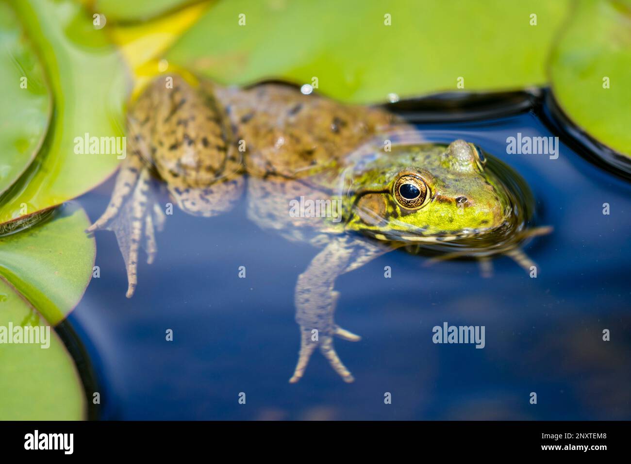 Ein grüner Frosch schwimmt im Wasser neben ein paar Lilienfüttern. Stockfoto