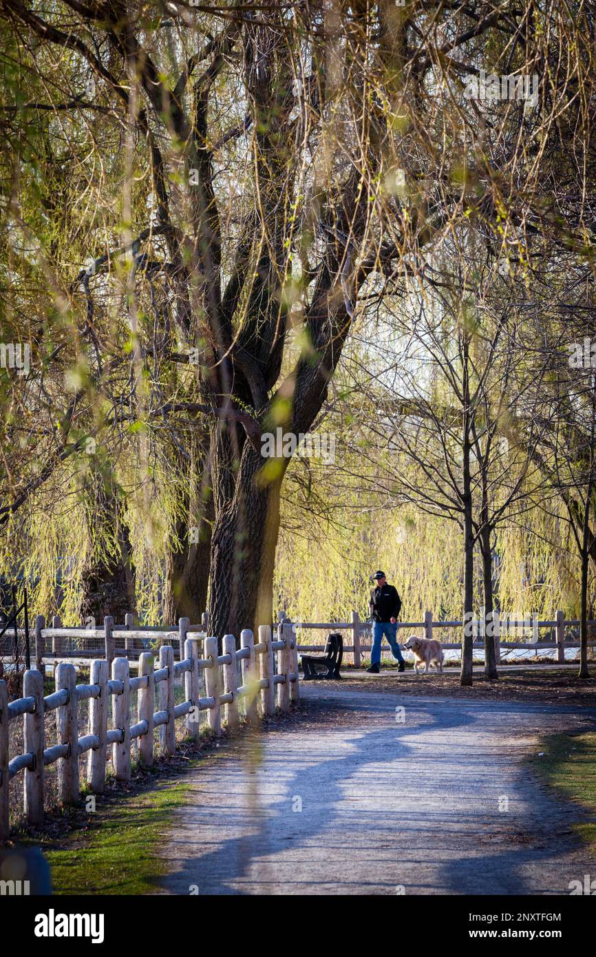 Ein Mann geht früh morgens mit seinem Hund spazieren. Ontario, Kanada. Stockfoto