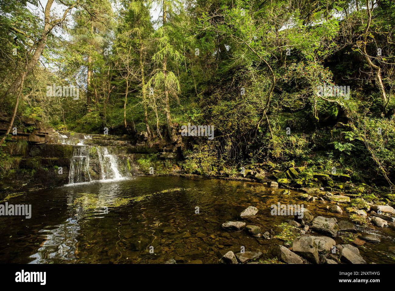 Wasserfall in Ash Gill, einem Nebenfluss des Flusses South Tyne, in Ashgill Force Garrigill, Cumbria Stockfoto