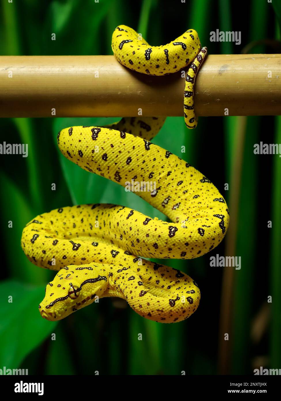 Schlange in der Natur auf dem Baum Stockfoto