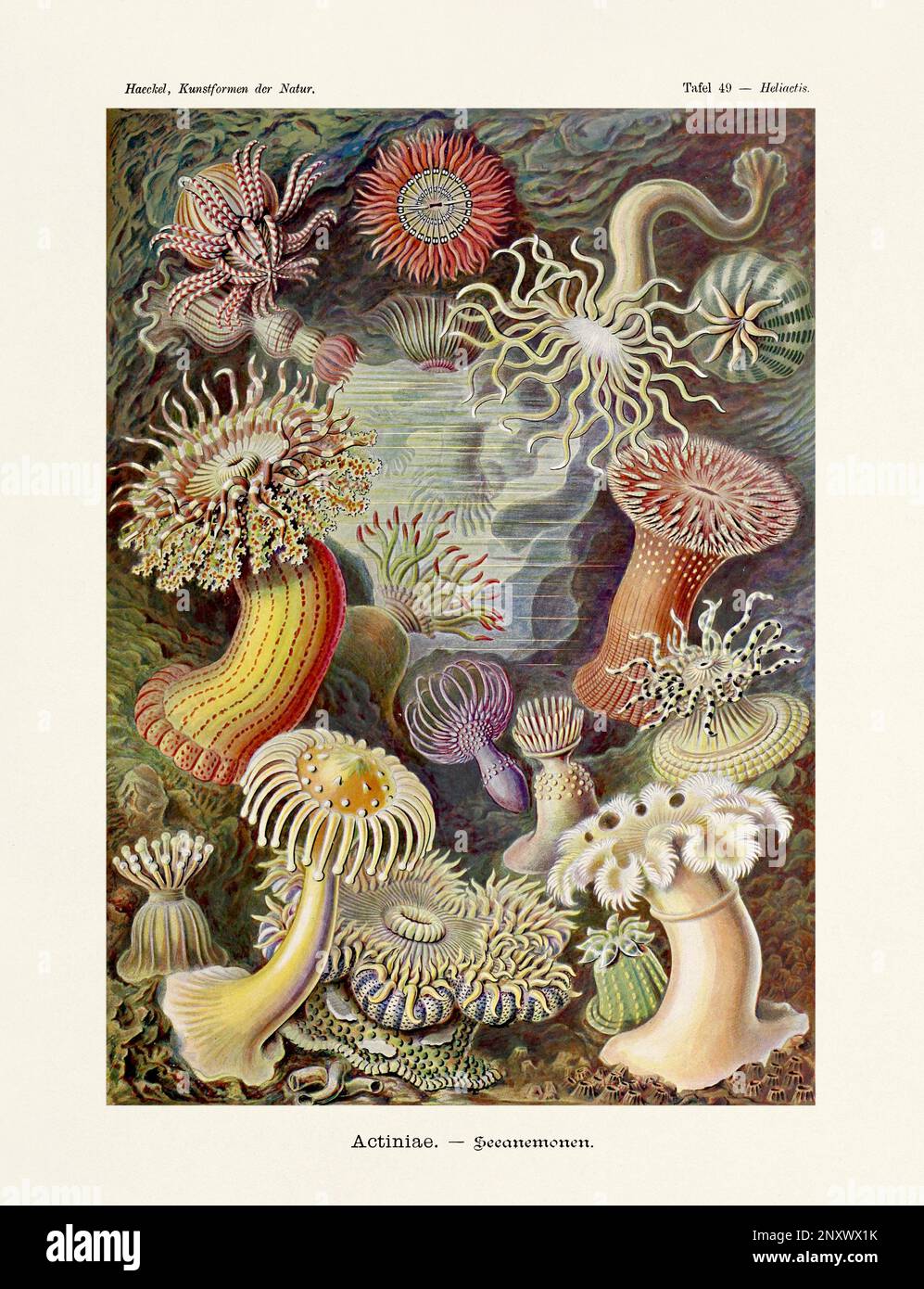 ERNST HAECKEL ART - Aktinien, Seeanemonen - 19. Jahrhundert - Antike zoologische Illustration - Illustrationen des Buches : "Kunstformen in der Natur" Stockfoto