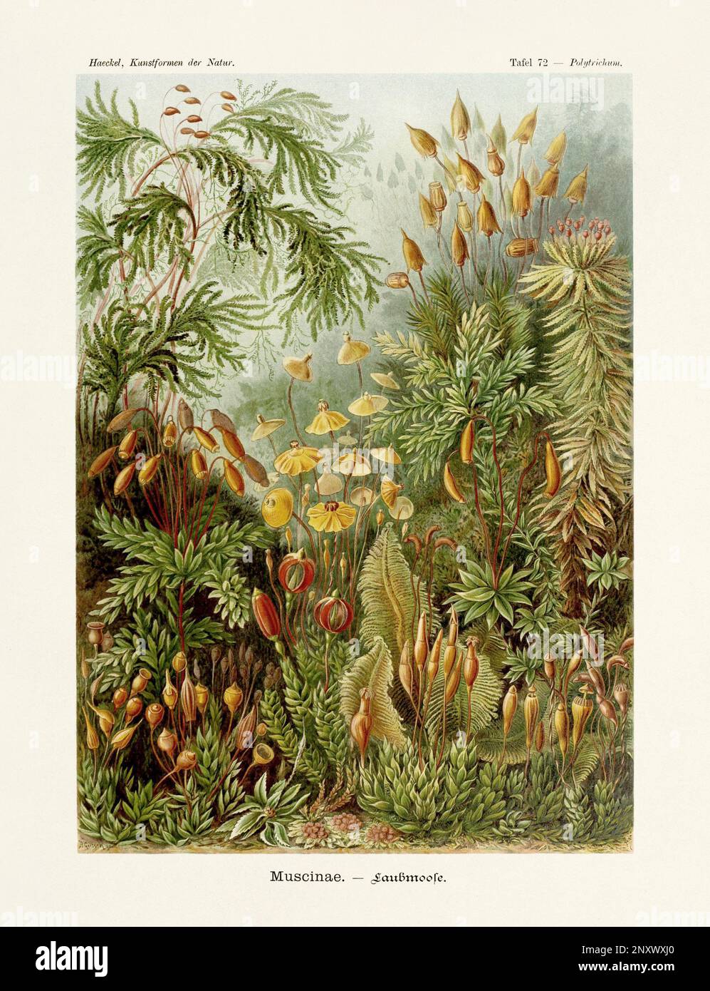 ERNST HAECKEL ART - Muscinae - 19. Jahrhundert - Antike botanische Illustration - Illustrationen des Buches : "Kunstformen in der Natur" Stockfoto
