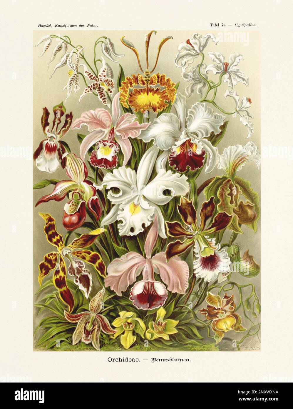 ERNST HAECKEL ART - Orchideen - 19. Jahrhundert - antiker Botanik Illustration - Illustrationen des Buches : "Kunstformen in der Natur" Stockfoto