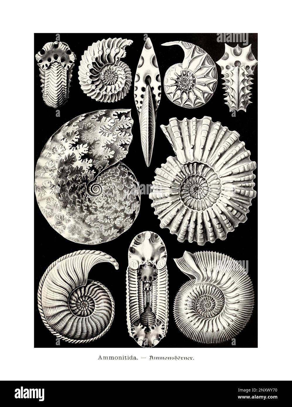 ERNST HAECKEL ART - Ammonitida - 19. Jahrhundert - Antike zoologische Illustration - Illustrationen des Buches : "Kunstformen in der Natur" Stockfoto