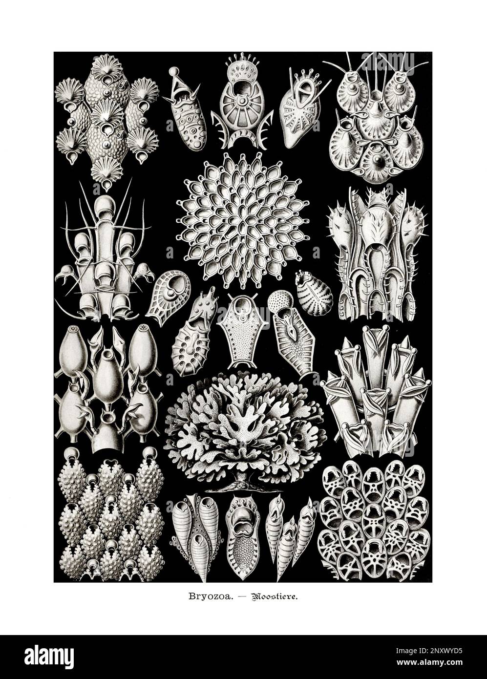 ERNST HAECKEL ART - Bryozoa, Moos - 19. Jahrhundert - Zoologische Illustration - Illustrationen des Buches : "Kunstformen in der Natur" Stockfoto