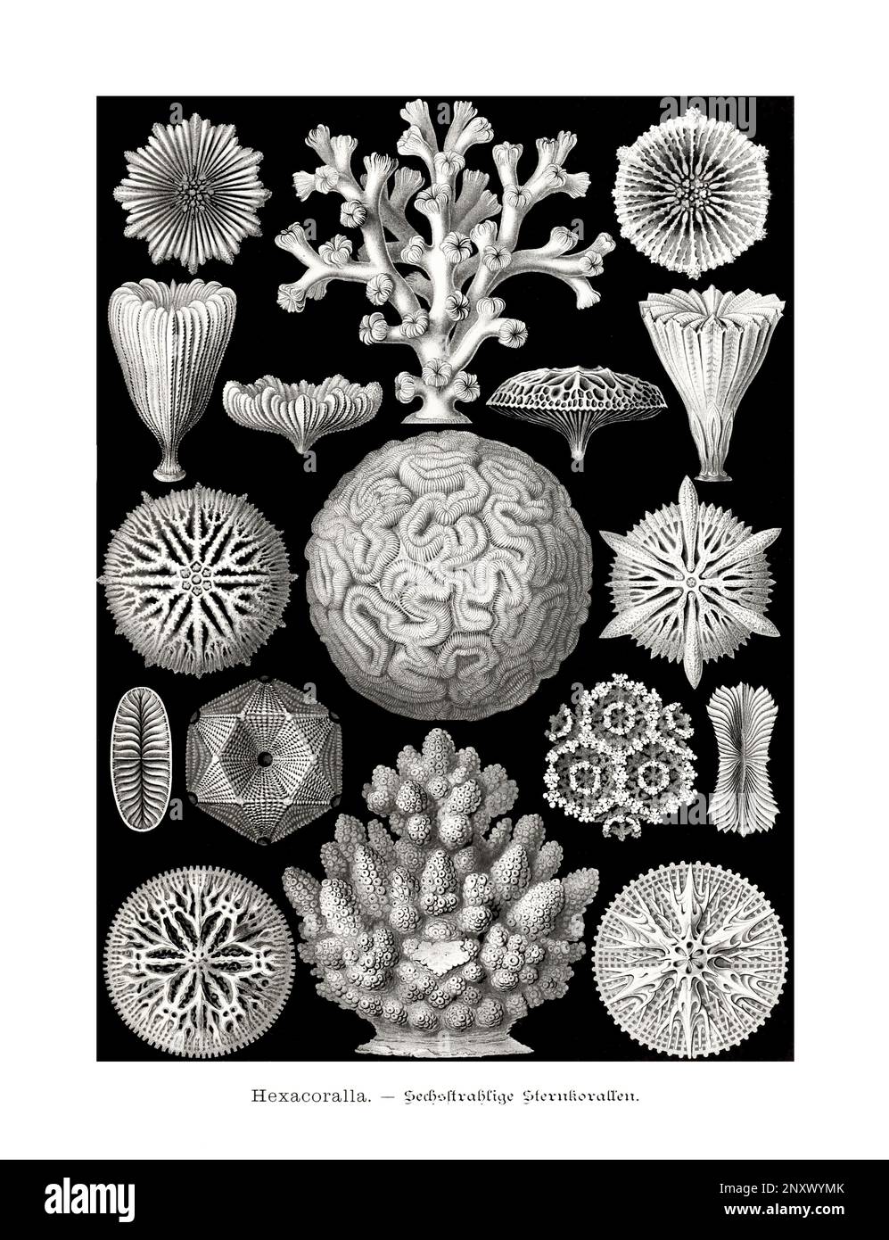 ERNST HAECKEL ART - Hexacoralla, Korallen - 19. Jahrhundert - Antike zoologische Illustration - Illustrationen des Buches : "Kunstformen in der Natur" Stockfoto