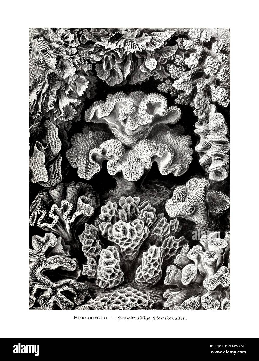 ERNST HAECKEL ART - Hexacoralla, Korallen - 19. Jahrhundert - Antike zoologische Illustration - Illustrationen des Buches : "Kunstformen in der Natur" Stockfoto