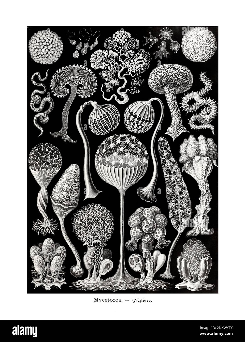 ERNST HAECKEL ART - Mycetozoa, Schleimformen - 19. Jahrhundert - Antike zoologische Illustration - Illustrationen des Buches : "Kunstformen in der Natur" Stockfoto