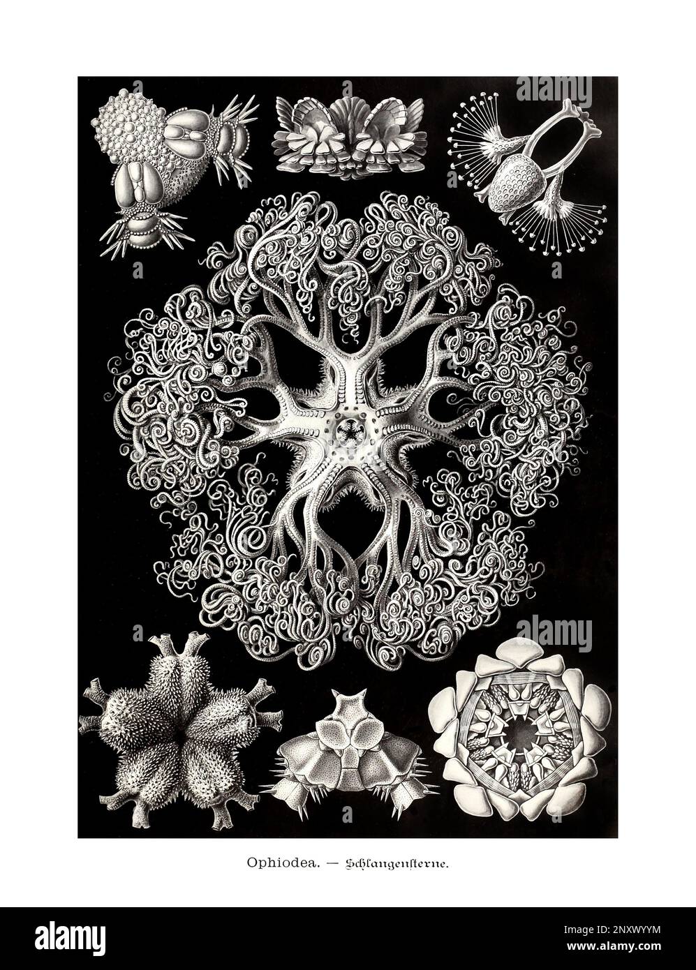 ERNST HAECKEL ART - Ophiodea, Meeressterne - 19. Jahrhundert - Antike zoologische Illustration - Illustrationen des Buches : "Kunstformen in der Natur" Stockfoto