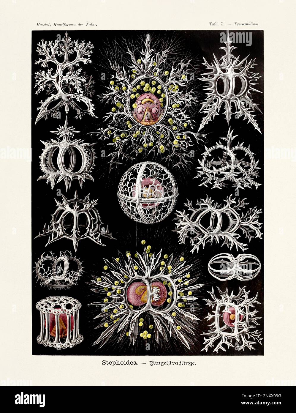 ERNST HAECKEL ART - Stephoidea - 19. Jahrhundert - Zoologische Antike Illustration - Illustrationen des Buches : "Kunstformen in der Natur" Stockfoto
