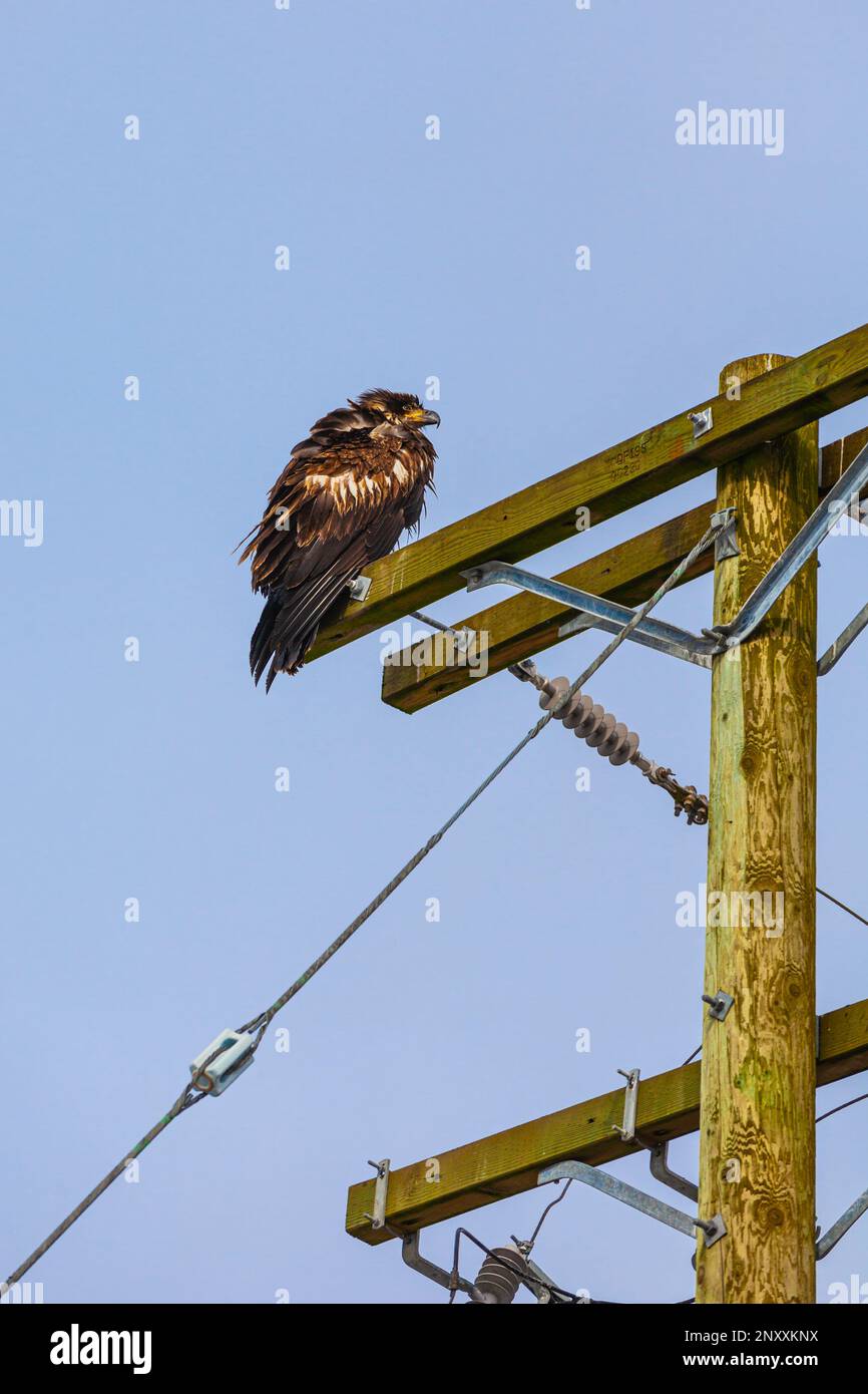 Unreifer Glatzadler, der auf einem Pol ruht, in Steveston, British Columbia, Kanada Stockfoto