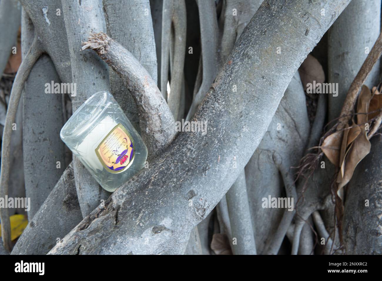 Eine gedankenlos in den Wurzeln eines ehrwürdigen banyan-Baumes im Kapioiani Park, Honolulu, Oahu, Hawaii, versteckte Rumflasche. Stockfoto