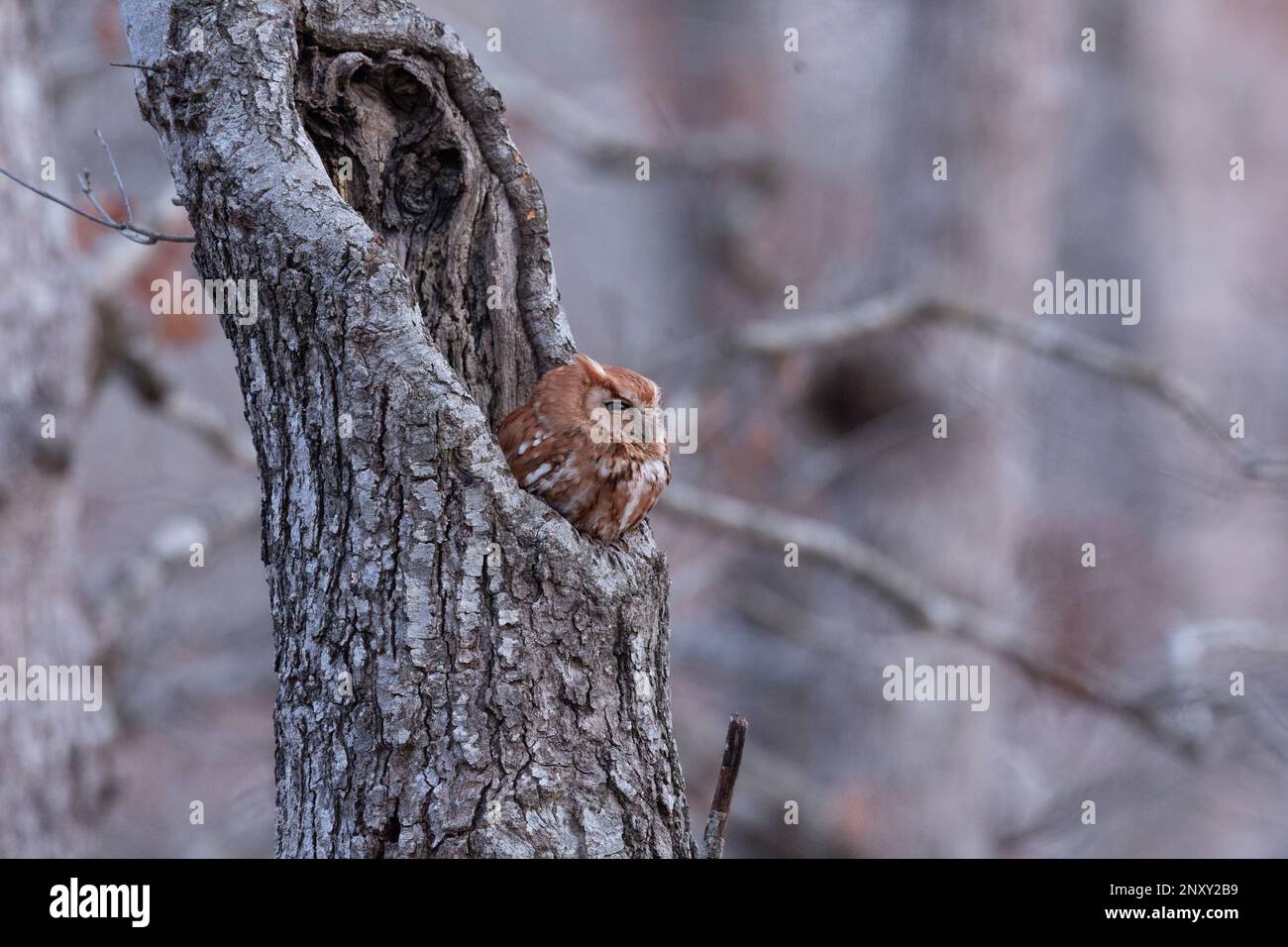 Red Morph Eastern Screech schaut ihn am frühen Abend an, am 2./26./2023. Stockfoto