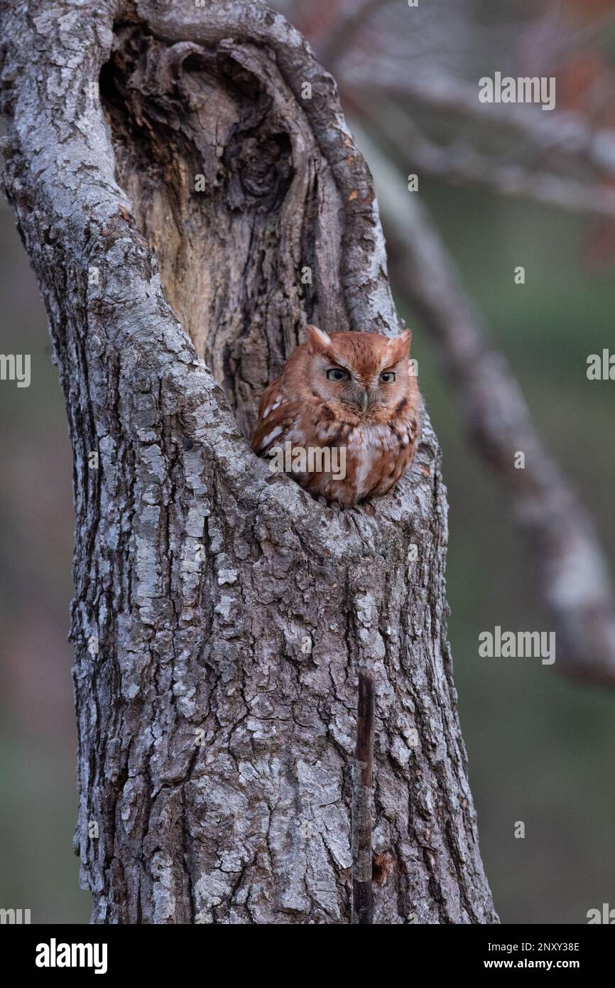 Red Morph Eastern Screech schaut ihn am frühen Abend an, am 2./26./2023. Stockfoto