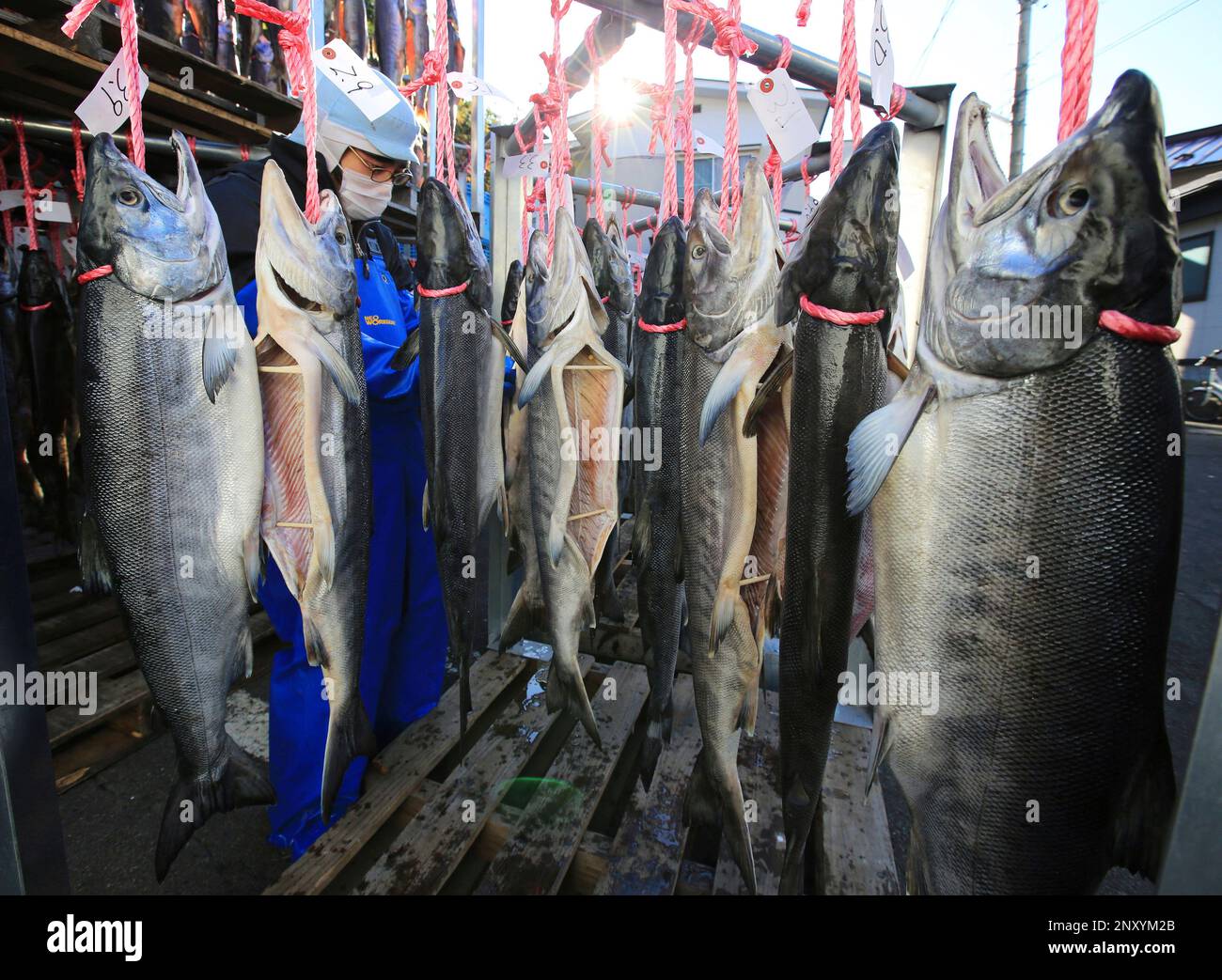 Salted salmons are hung in the cold wind at a work shop in Miyako City on the coast of Iwate Prefecture on Nov. 28, 2017. Iwate Prefecture is known for Honshu's highest catch of the salmon, a traditional gift during the year-end and New Year holiday season. Although the district was devastated by the tsunami following the Great East Japan Earthquake in March 2011, the shop will make 5,000 salmons within the end of year. ( The Yomiuri Shimbun via AP Images ) Stockfoto