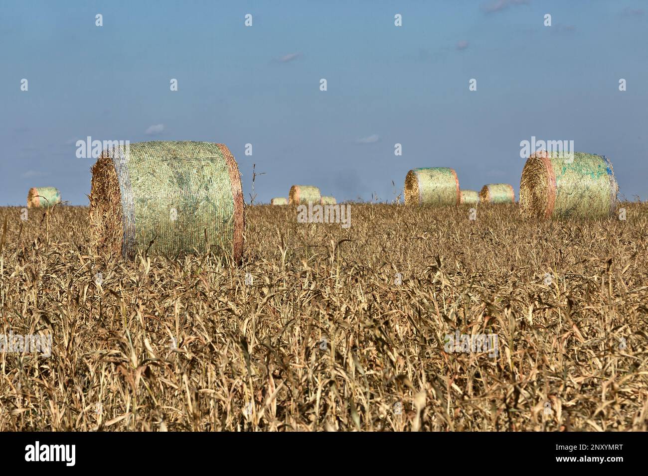 Futtersorghum, geerntete Ballen, WaKeeney, Kansas, Unted States. "Sorghum bicolor". Stockfoto