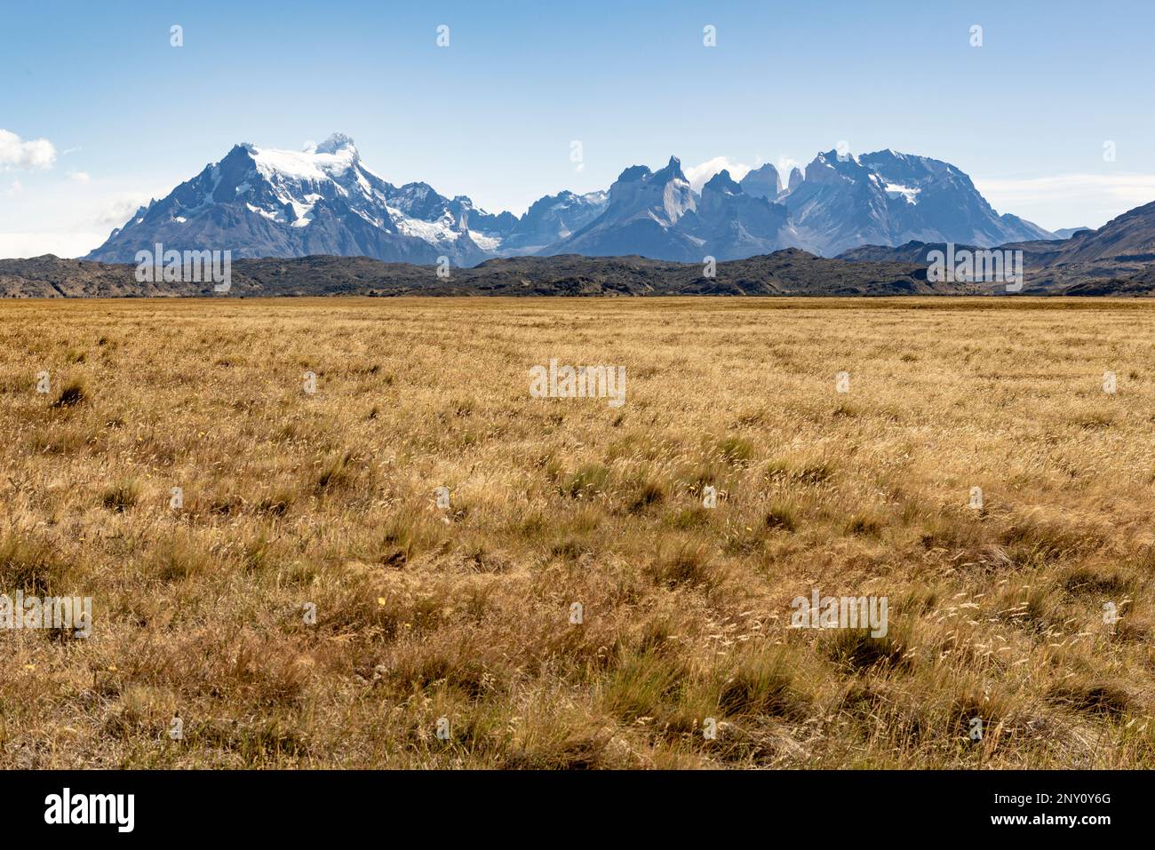 Golden Pampas und schneebedeckte Berge im Torres del Paine Nationalpark in Chile, Patagonien, Südamerika Stockfoto