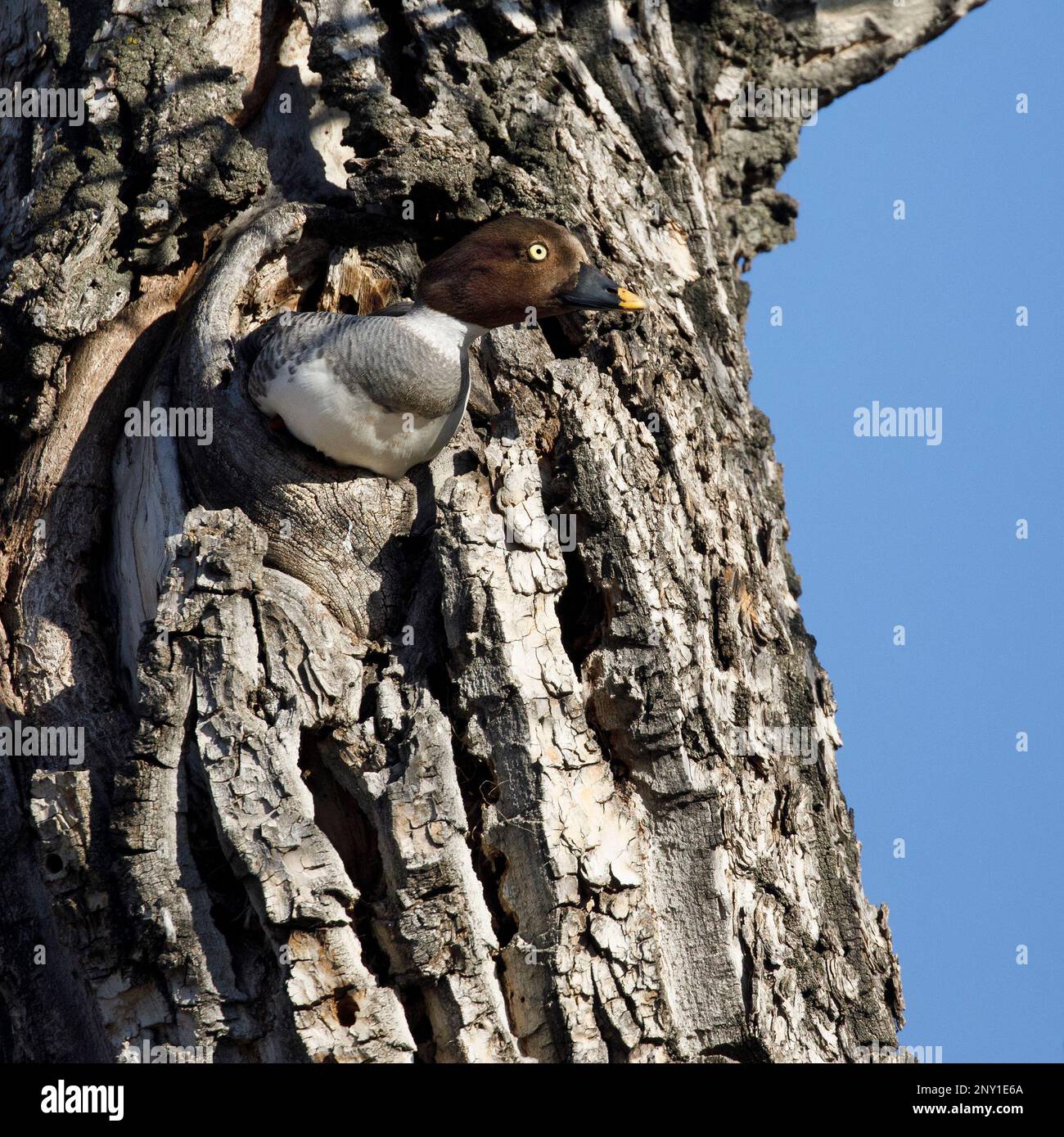 GoldenEye weibliche Ente, die in einem Nestloch von Balsam-Poplar-Baumstämmen nistet, Inglewood Bird Sanctuary, Calgary, Kanada. Bucephala clangula Stockfoto