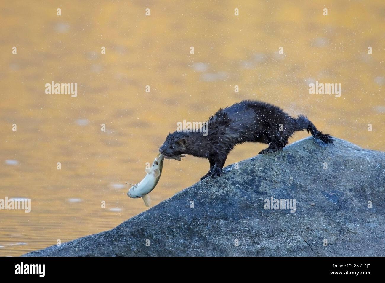 Amerikanische Nerze, die Fische im Mund transportieren und nach dem Angeln im Pyramid Lake, Jasper National Park, Alberta, Kanada, Wassertropfen abschütteln. Neogale Vison Stockfoto