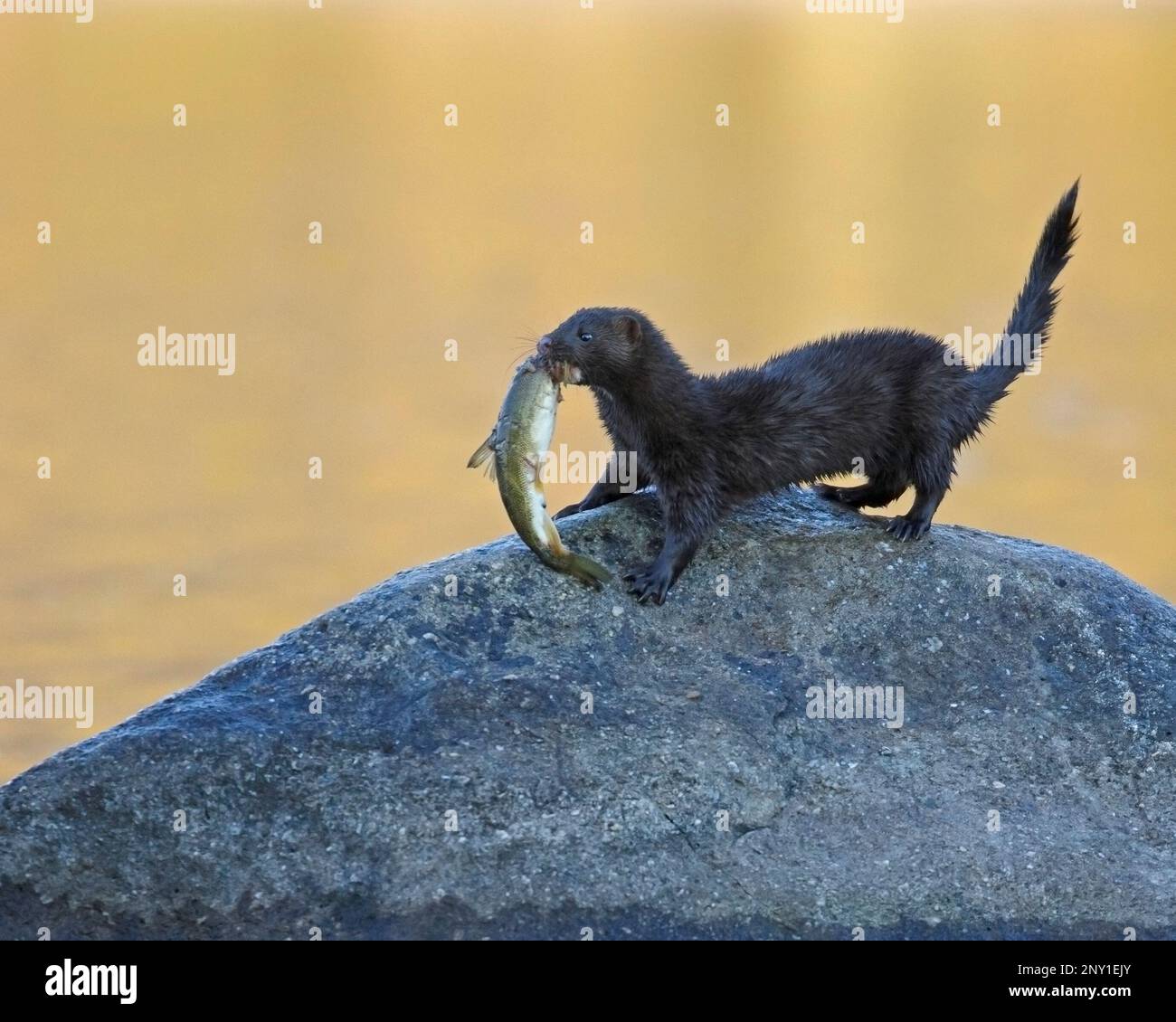 Ein amerikanischer Nerz frisst einen Fisch, nachdem er im Pyramid Lake in den kanadischen Rocky Mountains des Jasper National Park, Alberta, Kanada, gefangen wurde. Neogale Vison Stockfoto