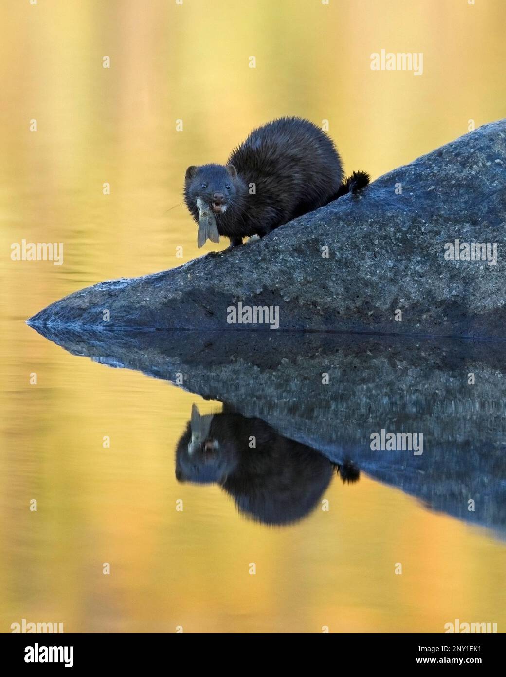 Ein amerikanischer Nerz frisst einen Fisch, den das Tier im Pyramid Lake, Jasper National Park, Alberta, Kanada, gefangen hat. (Neogale Vison) Stockfoto