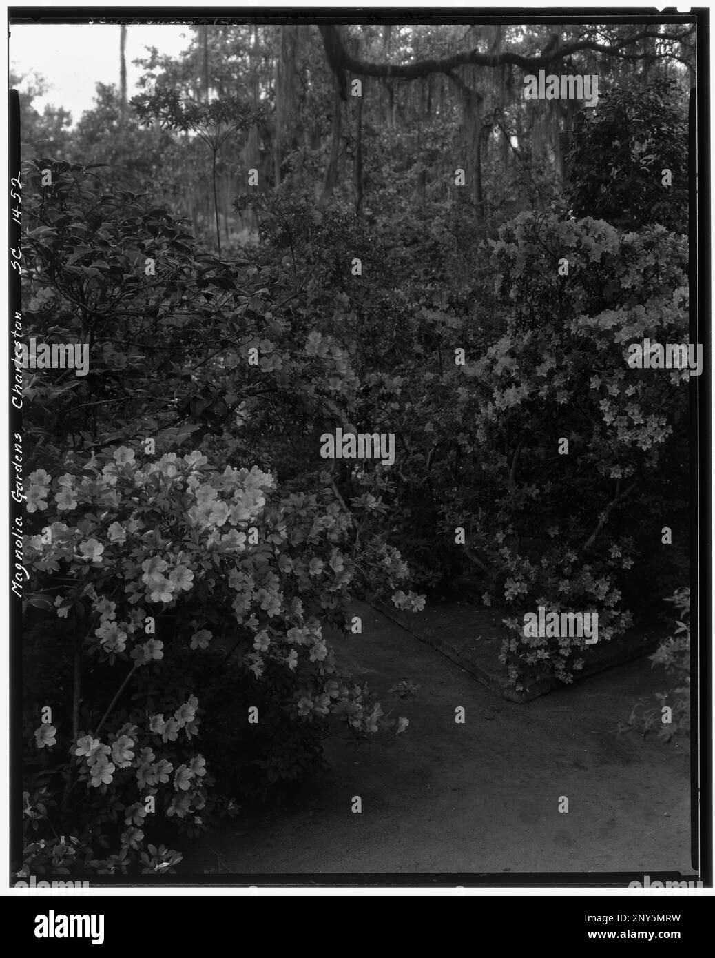 Magnolia Gardens, Charleston vic., Charleston County, South Carolina. Carnegie Survey of the Architecture of the South (Carnegie-Umfrage zur Architektur des Südens). USA South Carolina Charleston County Charleston vic, Azaleas, Gardens, Spanish Moos. Stockfoto
