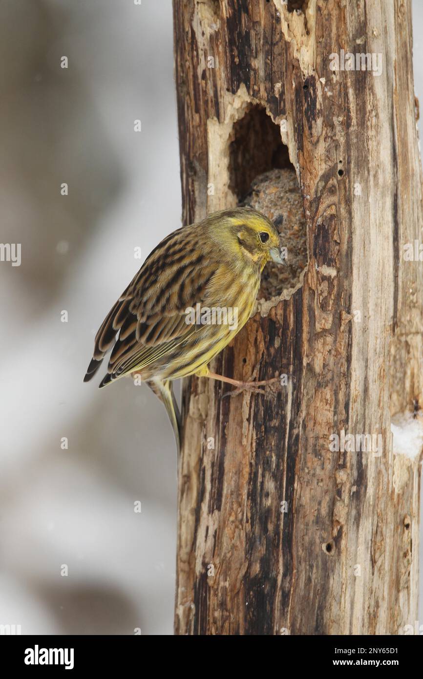 Yellowhammer (Emberiza citrinella) Weibliche in der Holzzuführung bei Winterfütterung, Allgaeu, Bayern, Deutschland Stockfoto