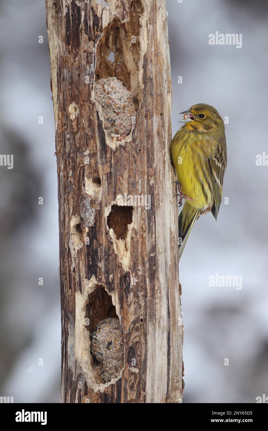 Yellowhammer (Emberiza citrinella) Männlich bei der Winterfütterung, Allgaeu, Bayern, Deutschland Stockfoto