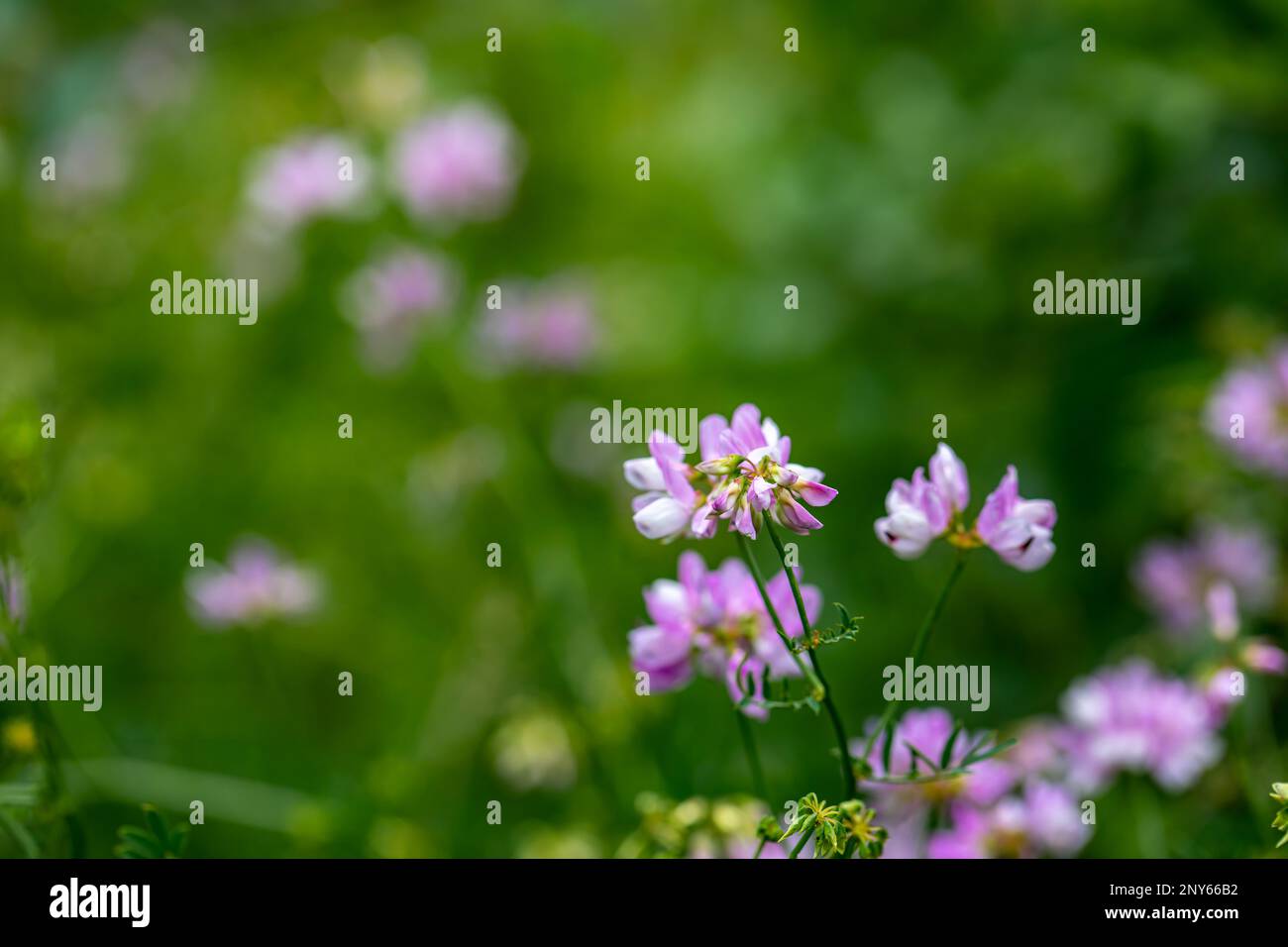 Im Wald wachsende Sortenblume der Securigera, aus nächster Nähe Stockfoto