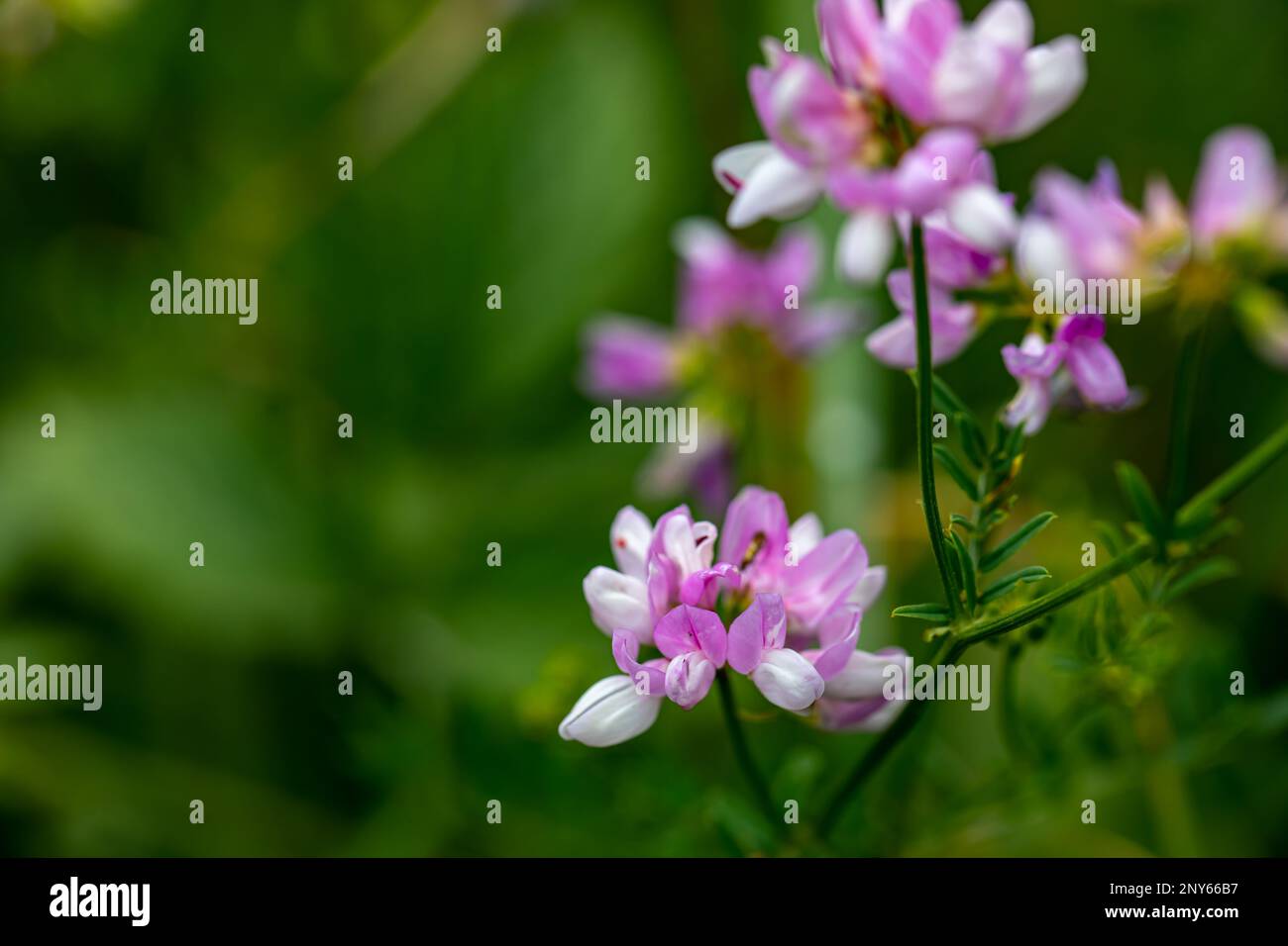 Im Wald wachsende Sortenblume der Securigera, aus nächster Nähe Stockfoto